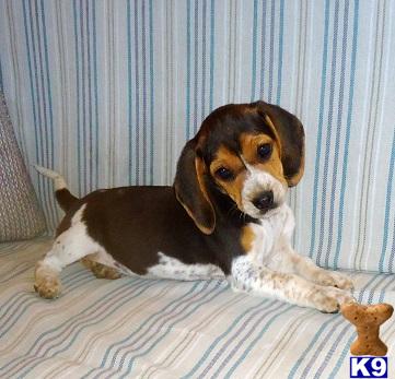 Puppies in OK